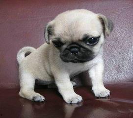 巴哥新爆料明哥视频大全,揭秘明哥视频大全背后的惊人真相  第3张